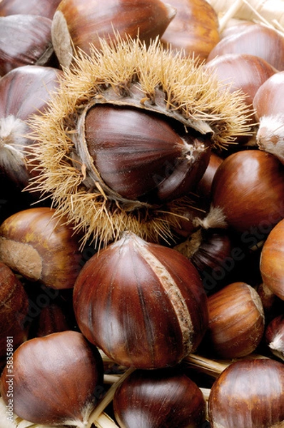 Fototapeta chestnuts