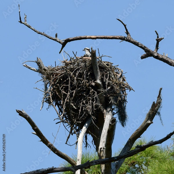 Fototapeta Osprey Nest in Honeymoon Island State Park, Florida