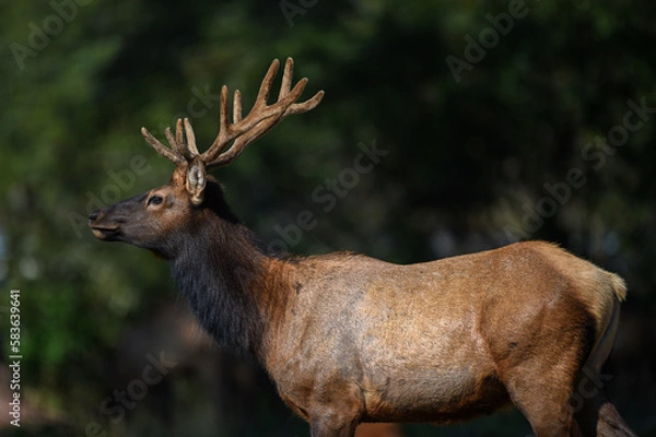 Fototapeta Elk deer that lives in America in its beautiful form with the herd