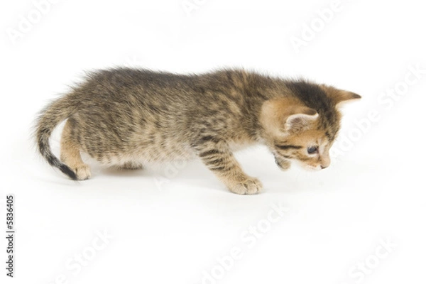 Fototapeta Tabby kitten playing