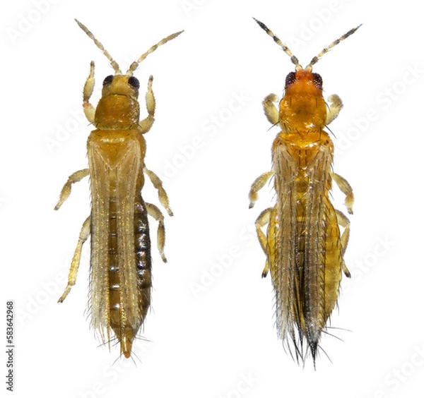 Obraz Onion thrips, Thrips tabaci and Western Flower or Californian thrips, also known as Frankliniella occidentalis (order Thysanoptera) isolated on a white background