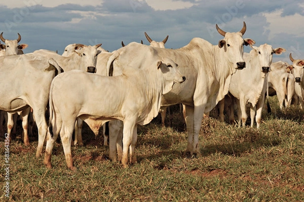 Obraz Vaca e bezerro Nelore em pasto verde
