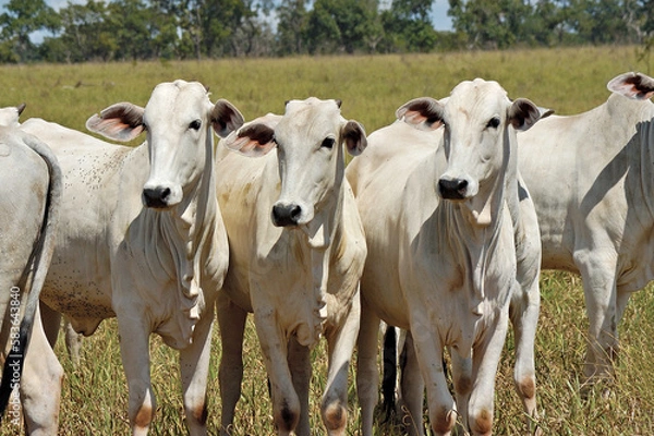 Obraz Bezerro Nellore em pasto 