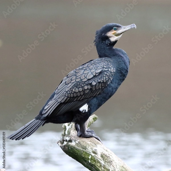 Obraz A cormorant at rest on a tree