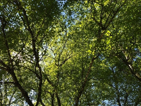 Obraz Birch forest canopy background