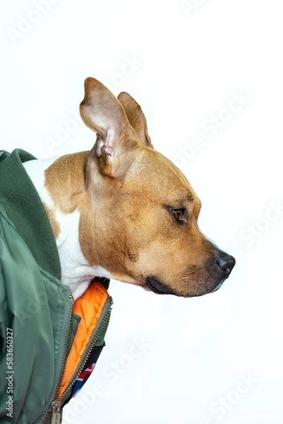 Fototapeta chien de profil