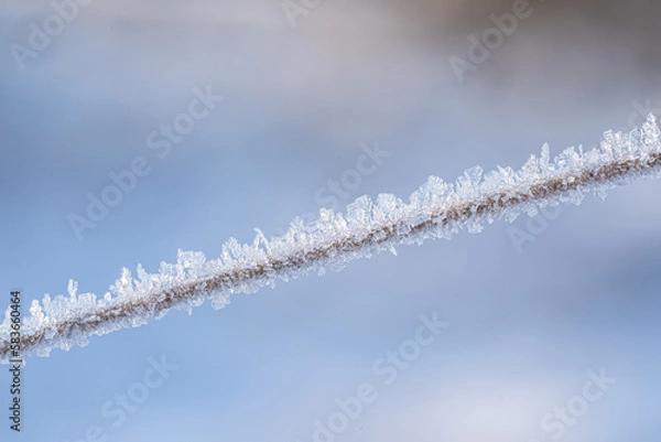 Fototapeta Frost bildet Eiskristalle auf Grashalm
