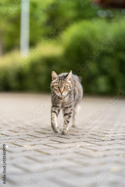 Obraz Hauskatze tigert sich an