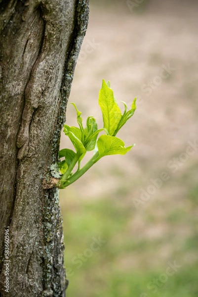 Obraz Nachhaltigkeit - Sprössling an Baum