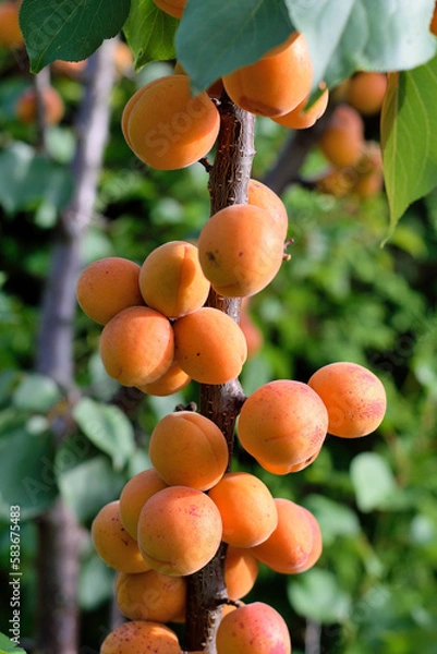 Fototapeta Ripe apricots on the branch of tree, close up photo.