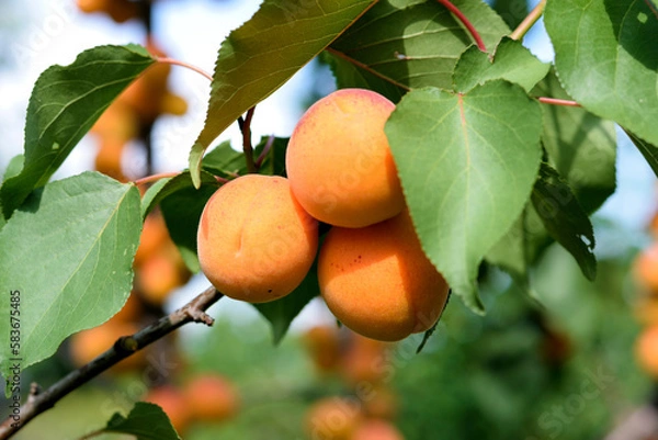 Fototapeta Ripe apricots on the branch of tree, close up photo.