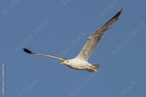 Fototapeta Larus livens. Gaviota de Cortes o de patas amarillas