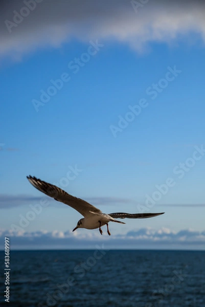 Obraz seagull in flight