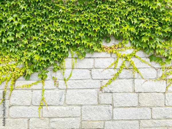 Fototapeta 蔦で覆われた白壁の背景画像