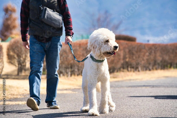 Obraz 飼い主と散歩するゴールデンドゥードル