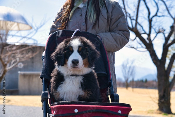 Obraz 乗り物に乗る仔犬