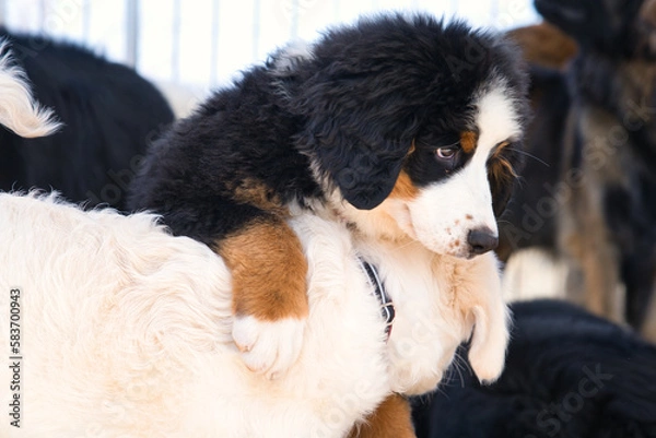 Obraz 友達と遊んでいる仔犬