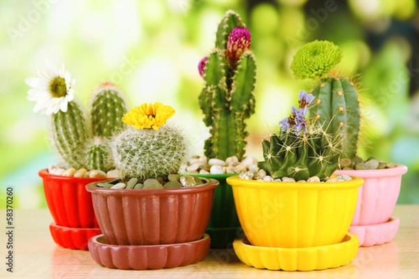 Obraz Cactuses in flowerpots with flowers, on green nature background