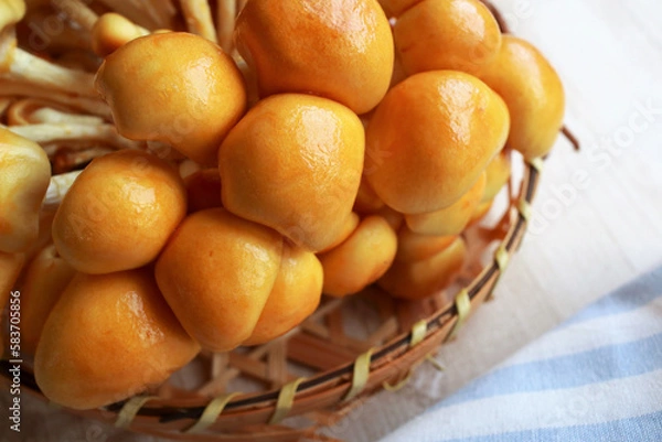 Fototapeta 株なめこ　アップ