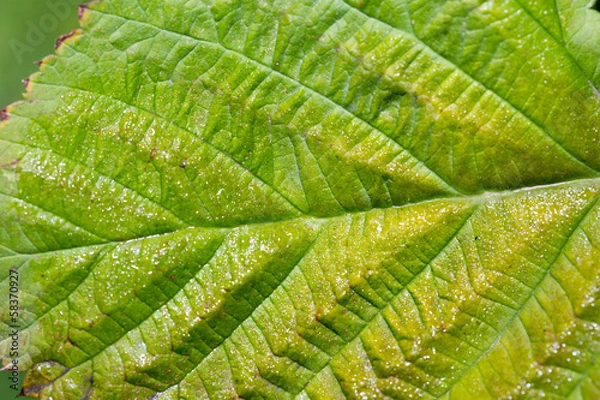 Fototapeta Green raspberry leaf. macro