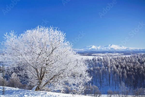 Fototapeta 霧氷の朝と旭岳（美瑛町）