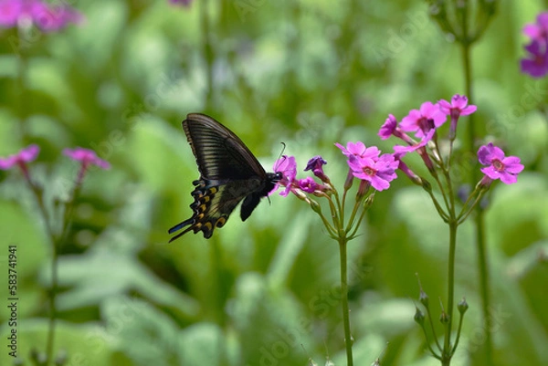 Obraz クリンソウの吸蜜をするミヤマカラスアゲハ（北海道・浦幌町）
