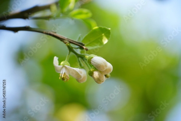 Fototapeta Pomelo flowers are white and fragrant with buds in organic garden.