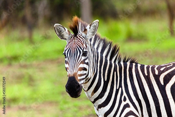 Obraz Zebra in the wild