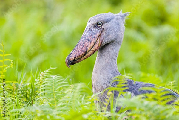 Obraz Shoebill Stork