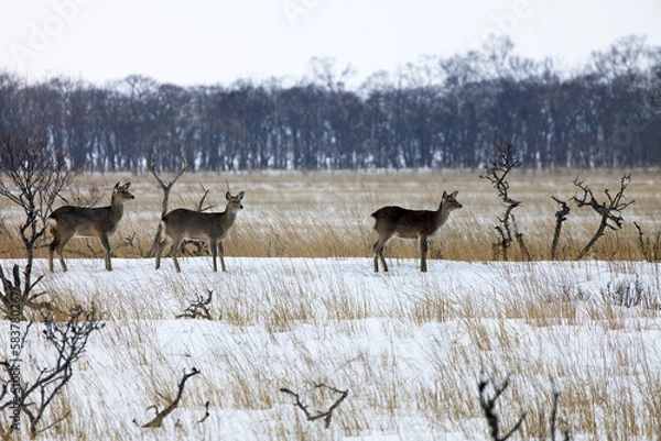 Fototapeta エゾ鹿の群れ（別海町走古丹）