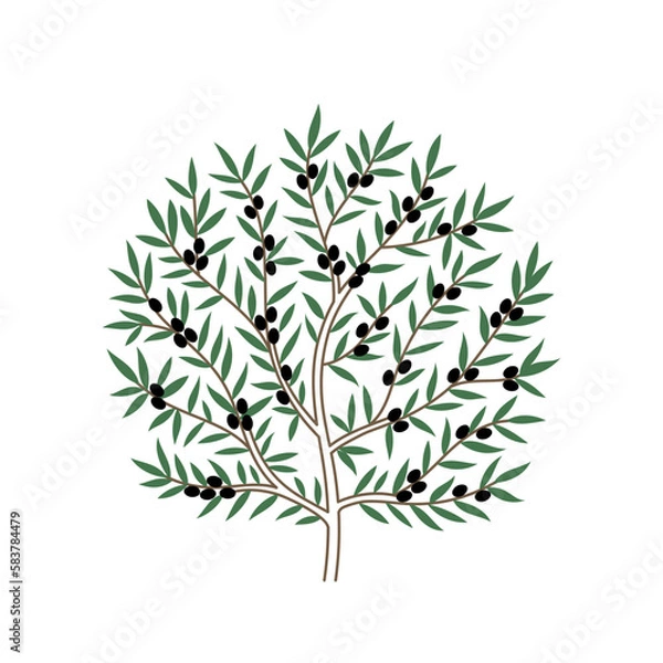 Fototapeta Olive Tree. Branch and leaves. Vector Illustration.