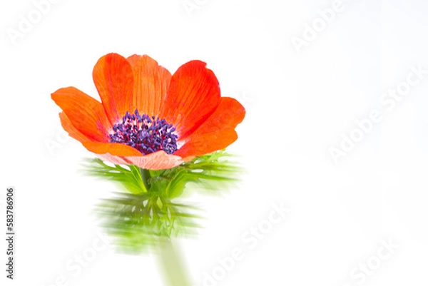 Obraz 이룰 수 없는 사랑의 꽃 아네모네