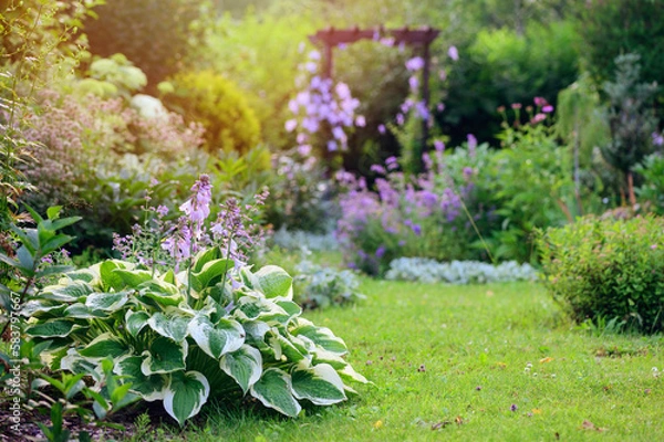Fototapeta Natural cottage summer garden view in june or july. Hosta, clematis, nepeta (catmint) in full bloom. Curvy pathway.
