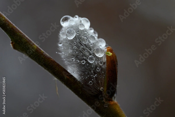 Obraz Weidenkätzchen