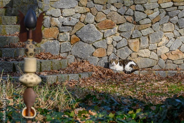 Obraz Katze in der Sonne