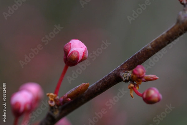 Obraz Blüte Zierkirsche