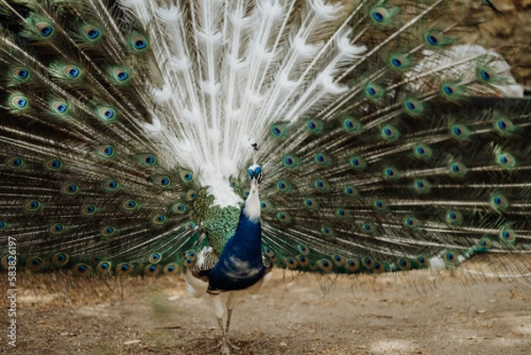 Obraz peacock with feathers out