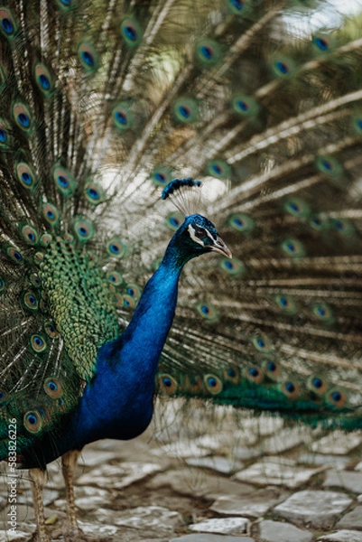 Obraz peacock with feathers