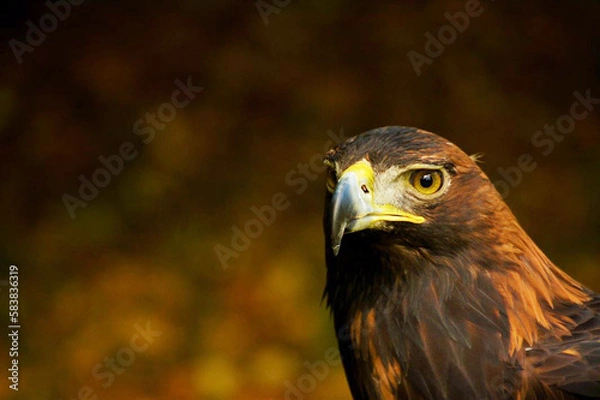 Obraz Steinadler/Aquila chrysaetos