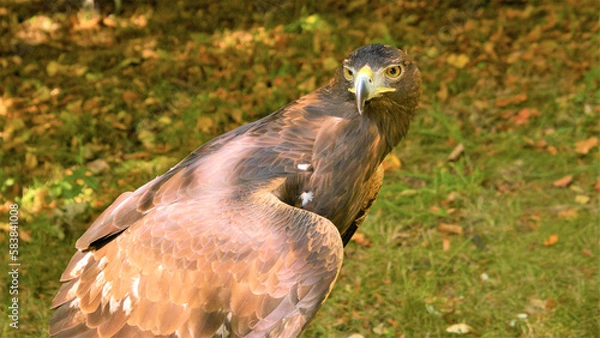 Obraz Steinadler, Aquilq chrysaetos
