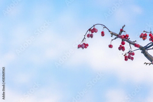 Fototapeta wild red apples on a branch in winter against a blue sky background