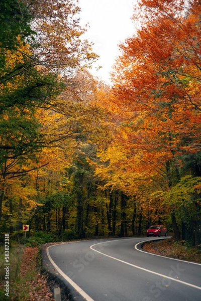 Obraz road in autumn forest