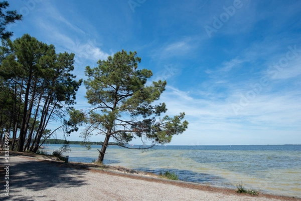 Obraz le rivage du lac d'Hourtin