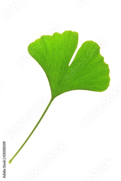 Obraz Ginkgoblatt (Ginkgo biloba)