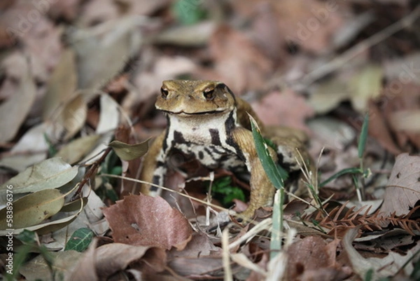 Fototapeta カエルの目覚め