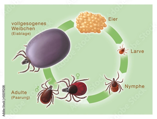 Obraz Etapy rozwoju kleszcza