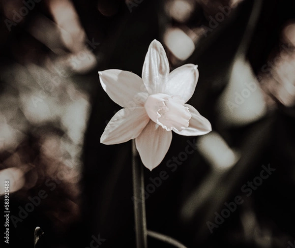 Obraz Macroaufnahme von einer Blume mit Wassertropfen nach einem Regenschauer im Frühling	