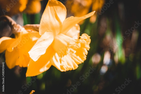 Obraz Macroaufnahme von einer Blume mit Wassertropfen nach einem Regenschauer im Frühling	