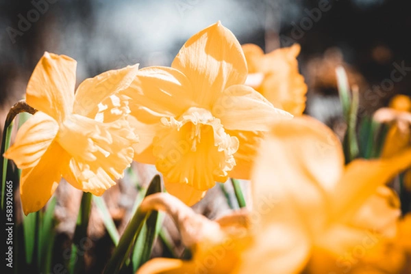 Obraz Macroaufnahme von einer Blume mit Wassertropfen nach einem Regenschauer im Frühling	