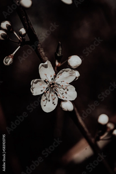 Obraz Macroaufnahme von einer Blume mit Wassertropfen nach einem Regenschauer im Frühling	